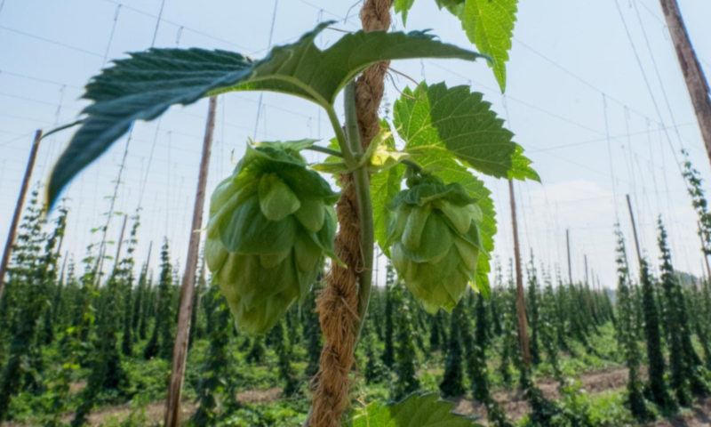 Hopplant met hopbloemen / Pexels.com Hopplant met hopbloemen